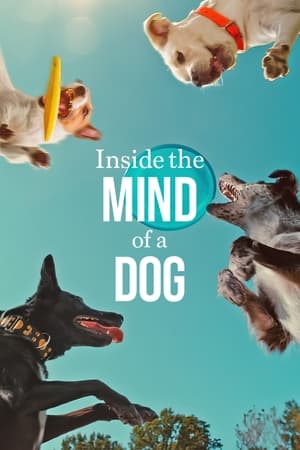 Inside the Mind of a Dog 2024 Hindi Dual Audio – 720p – Inside the Mind of a Dog 2024 Hindi Dual Audio – 720p –
