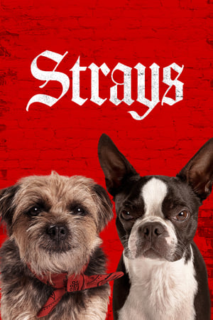 Strays (2023) Hindi Dual Audio – Strays (2023) Hindi Dual Audio –