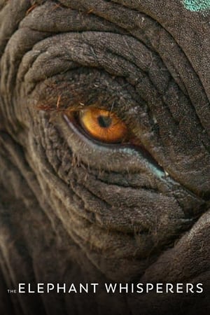The Elephant Whisperers 2022 Hindi Dual Audio – The Elephant Whisperers 2022 Hindi Dual Audio –